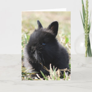 Baby Lionhead Bunny Kaart