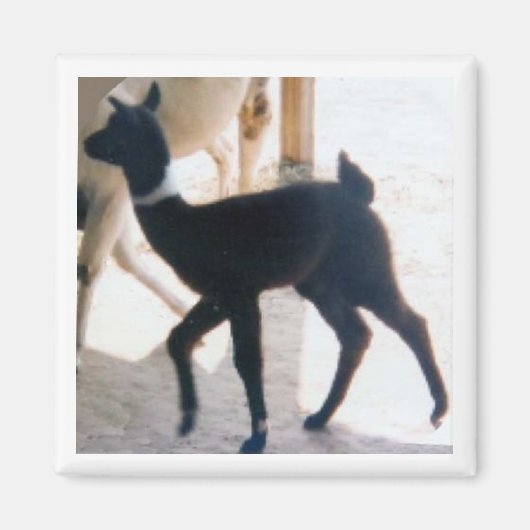 BABY LLAMA MAGNEET (Voorkant)