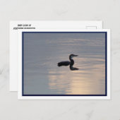 Baby Loon/Noord-MN-Briefkaart Briefkaart (Voorkant / Achterkant)