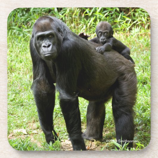 Baby Lowland Gorilla op moeders rug Bier Onderzetter (Voorkant)