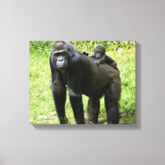 Baby Lowland Gorilla op moeders rug Canvas Afdruk (Voorkant)