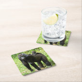 Baby Lowland Gorilla op moeders rug Kartonnen Onderzetters (Insitu)
