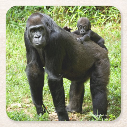 Baby Lowland Gorilla op moeders rug Kartonnen Onderzetters (Voorkant)