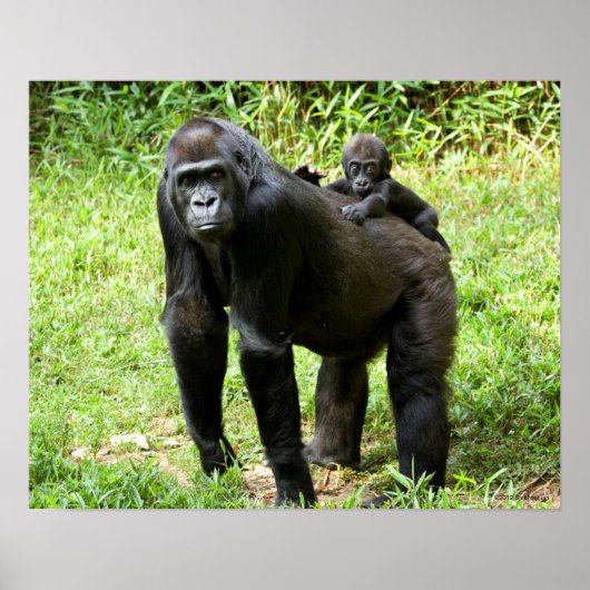 Baby Lowland Gorilla op moeders rug Poster (Voorkant)