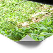 Baby Lowland Gorilla op moeders rug Poster (Hoek)