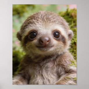 Baby Luiaard Portret Muurprint voor de Kinderkamer Poster