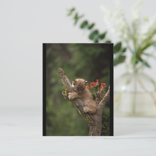 Baby Lynx-beklimming Briefkaart (Staand voorkant)