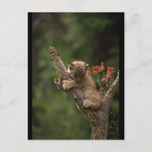 Baby Lynx-beklimming Briefkaart