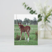 Baby Lynx Briefkaart (Staand voorkant)