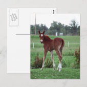 Baby Lynx Briefkaart (Voorkant / Achterkant)