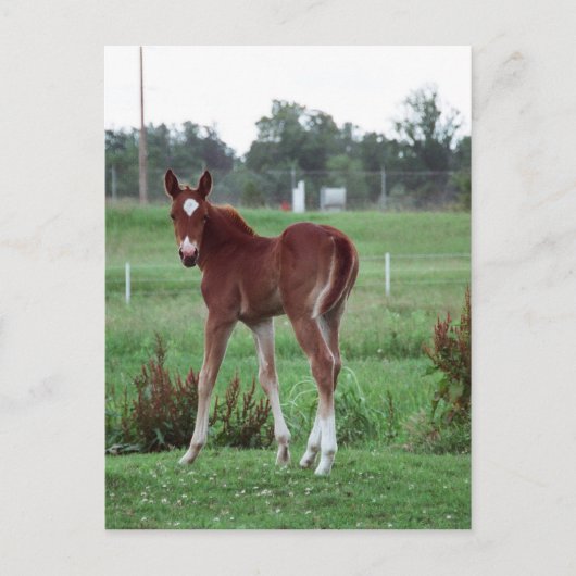 Baby Lynx Briefkaart (Voorkant)