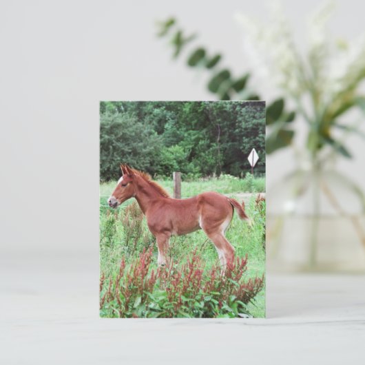 Baby Lynx Briefkaart (Staand voorkant)