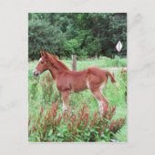 Baby Lynx Briefkaart (Voorkant)