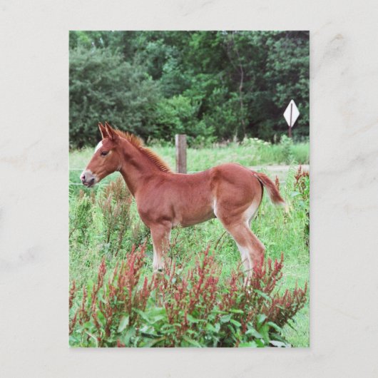 Baby Lynx Briefkaart (Voorkant)