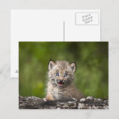 Baby Lynx kijkt over een gestorven boom Briefkaart (Voorkant / Achterkant)
