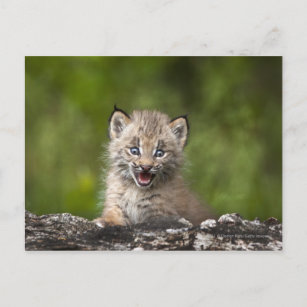 Baby Lynx kijkt over een gestorven boom Briefkaart