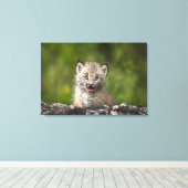 Baby Lynx kijkt over een gestorven boom Canvas Afdruk (Insitu (Houten vloer))