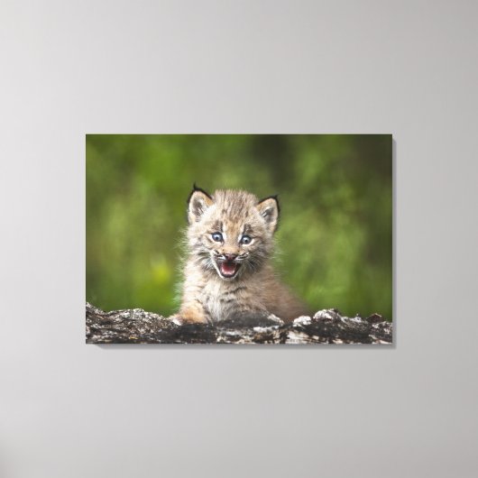 Baby Lynx kijkt over een gestorven boom Canvas Afdruk (Voorkant)