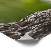 Baby Lynx kijkt over een gestorven boom Poster (Hoek)