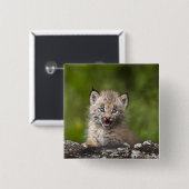 Baby Lynx kijkt over een gestorven boom Vierkante Button 5,1 Cm (Voorkant /achterkant)