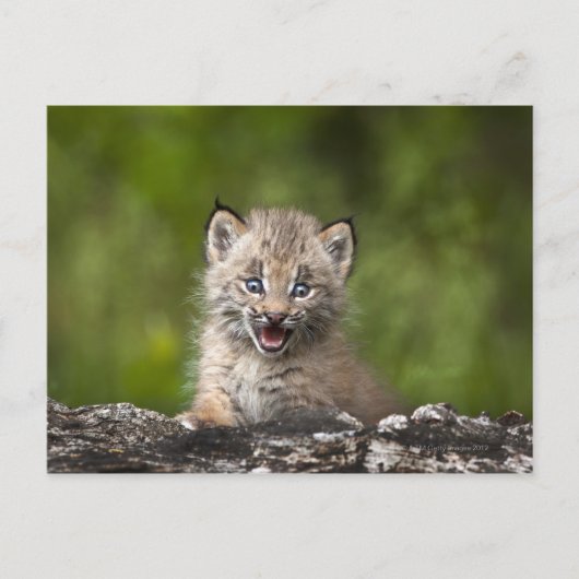 Baby Lynx (Lynx Canadensis) kijkt over een Briefkaart (Voorkant)