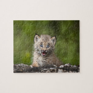 Baby Lynx (Lynx Canadensis) kijkt over een Legpuzzel