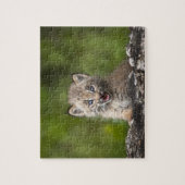 Baby Lynx (Lynx Canadensis) kijkt over een Legpuzzel (Verticaal)
