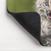 Baby Lynx (Lynx Canadensis) kijkt over een Muismat (Hoek)