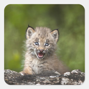 Baby Lynx (Lynx Canadensis) kijkt over een Vierkante Sticker