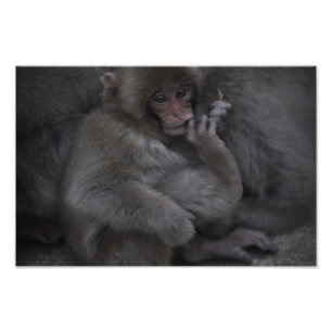 Baby Macaque, Macaco Bebe Foto Afdruk