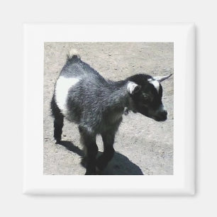 Baby Magneet
