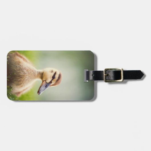 Baby Mallard Ducking Bagagelabel (Voorkant horizontaal)