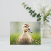 Baby Mallard Ducking Briefkaart (Staand voorkant)