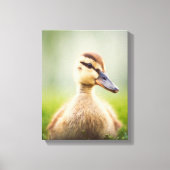Baby Mallard Ducking Canvas Afdruk (Voorkant)