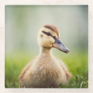 Baby Mallard Ducking Glazen Onderzetter