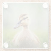 Baby Mallard Ducking Glazen Onderzetter (Achterkant)