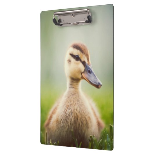 Baby Mallard Ducking Klembord (Links)