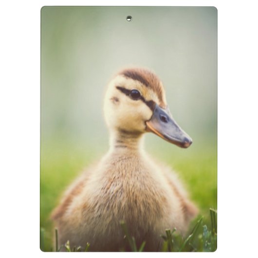 Baby Mallard Ducking Klembord (Achterkant)