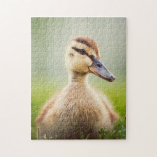 Baby Mallard Ducking Legpuzzel