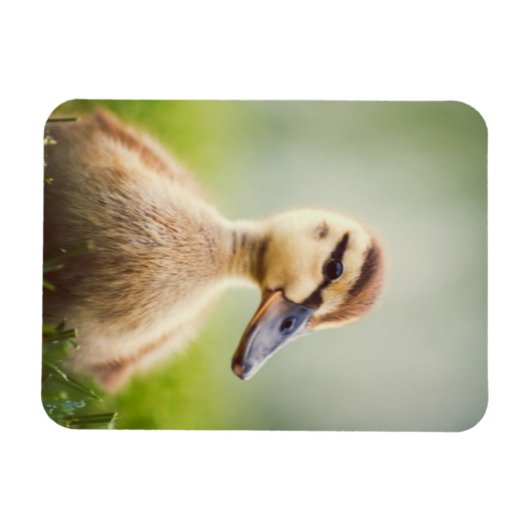 Baby Mallard Ducking Magneet (Horizontaal)