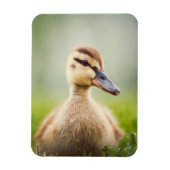 Baby Mallard Ducking Magneet (Verticaal)