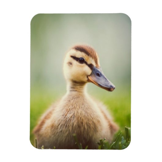 Baby Mallard Ducking Magneet (Verticaal)