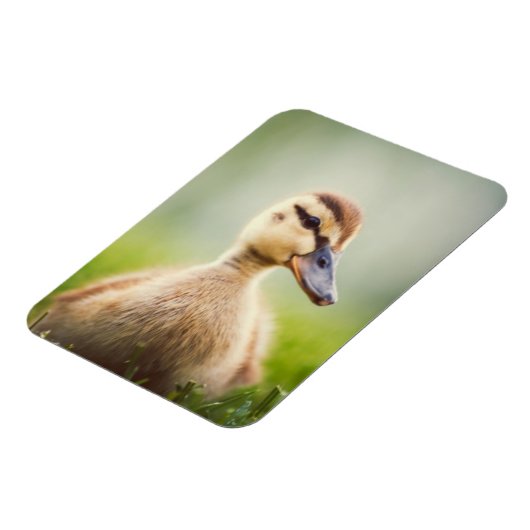 Baby Mallard Ducking Magneet (Linkerzijde)