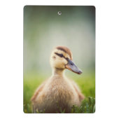 Baby Mallard Ducking Mini Klembord (Achterkant)