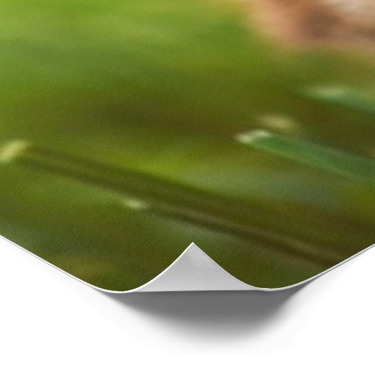 Baby Mallard Ducking Poster (Hoek)