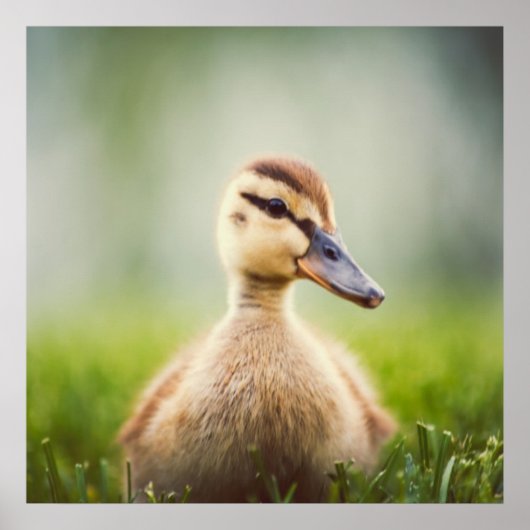 Baby Mallard Ducking Poster (Voorkant)