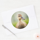 Baby Mallard Ducking Ronde Sticker (Envelop)