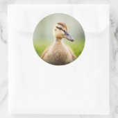 Baby Mallard Ducking Ronde Sticker (Tas)