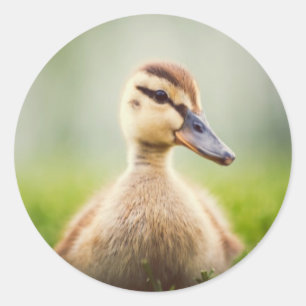 Baby Mallard Ducking Ronde Sticker