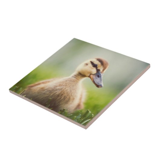 Baby Mallard Ducking Tegeltje (Zijkant)